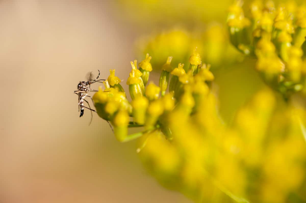 Plaga de zancudos en Medellín no implica riesgo de contagio por COVID-19