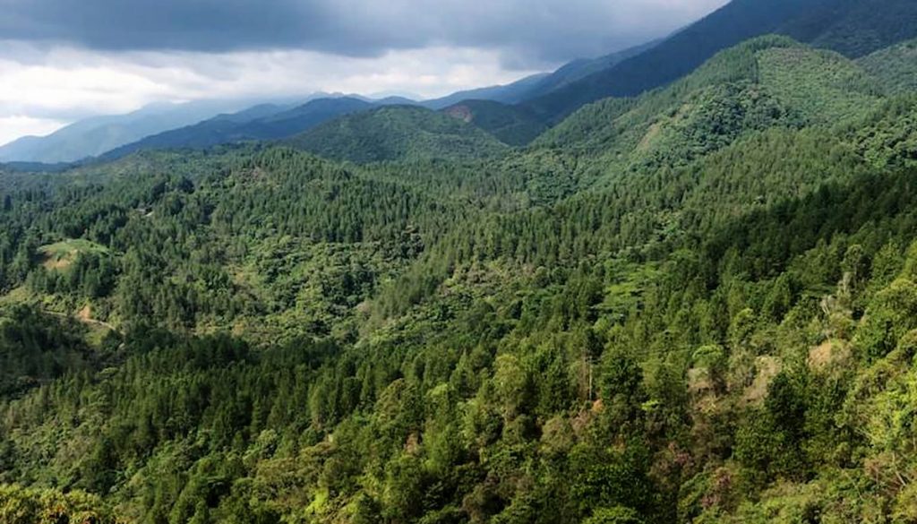 Conéctese con los Bosques Andinos