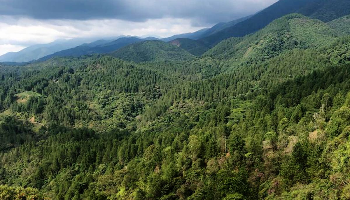 Conéctese con los Bosques Andinos Vivir en El Poblado