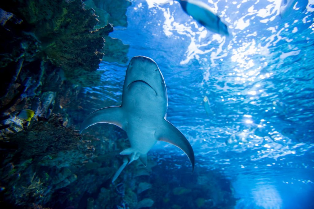 El CEMarin y sus instituciones asociadas, la Comisión Colombiana del Océano-CCO y Conservación Internacional-CI, con apoyo de la Fundación Malpelo y la Agenda del Mar, lanzan el Manifiesto por los Océanos de Colombia. Conócelo en cemarin.org