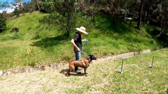 Perros entrenados para detectar COVID-19 a través de saliva humana
