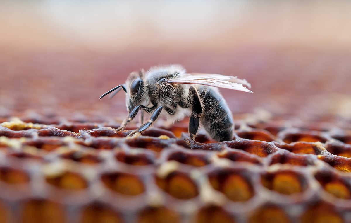 Aprende a crear hoteles para abejas