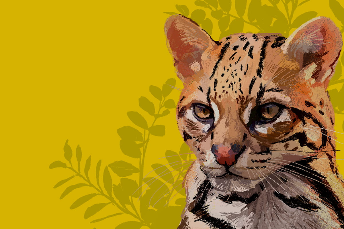 Taller-Plastilina-Felinos-Ocelote