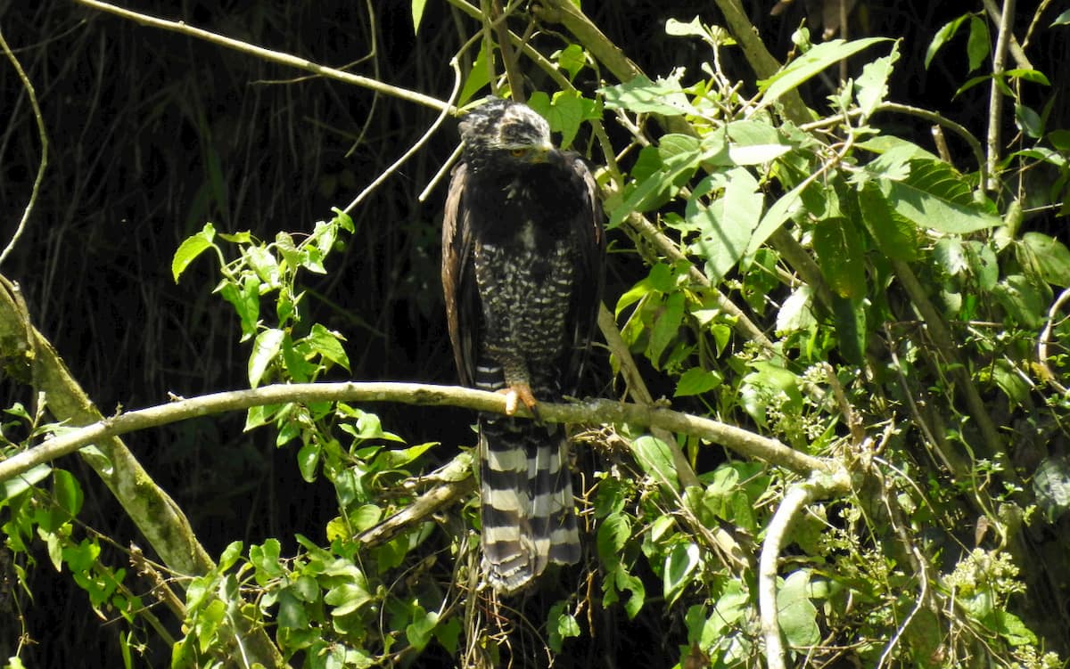 Águila Iguanera