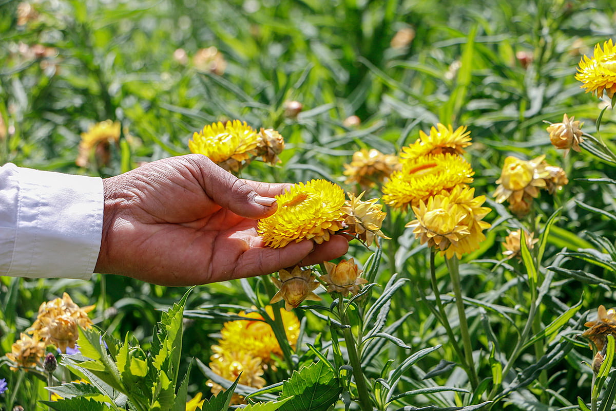 78 familias floricultoras podrán vender sus productos en línea