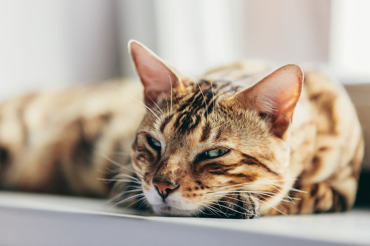construye una casita para tu mascota