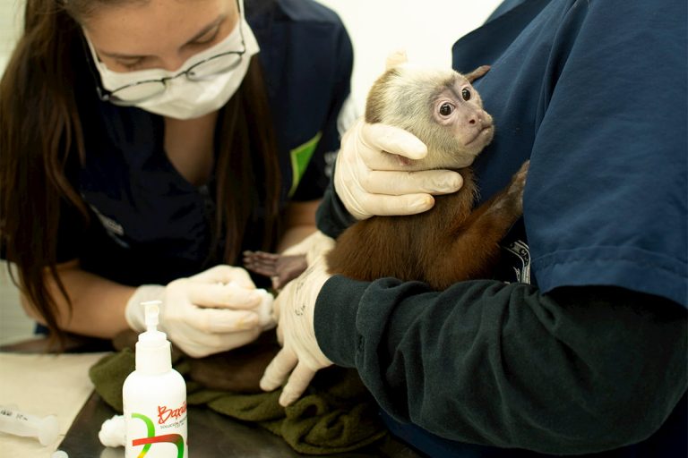 La pandemia, oportunidad para rescatar miles de animales silvestres en el área metropolitana