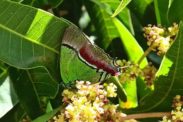 mariposa sedosa quétzal (Evenus regalis)