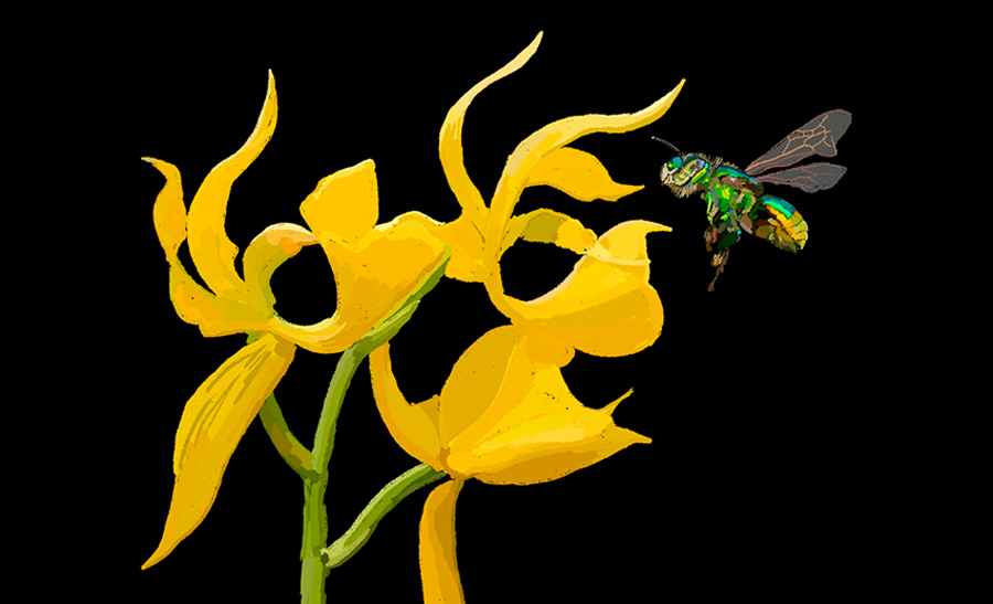 Charla y taller de dibujo: orquídea