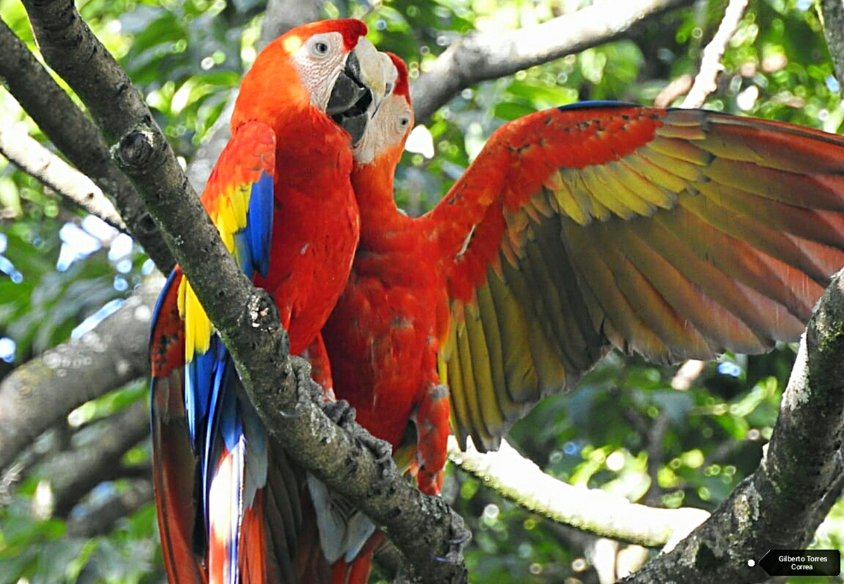 Volvieron las guacamayas a Medellin y el El Poblado