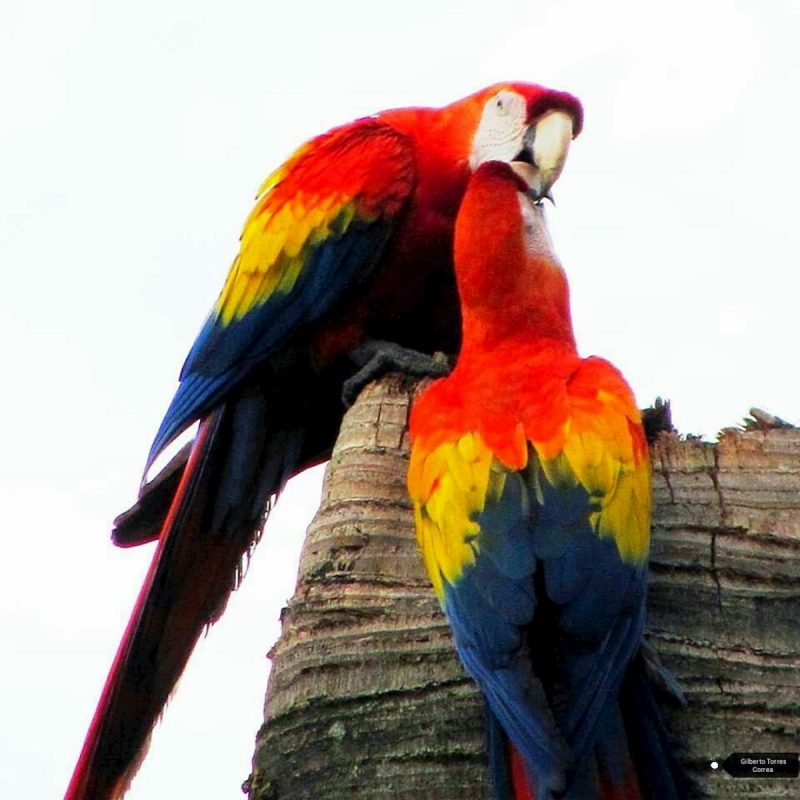 Guacamayas en Medellín