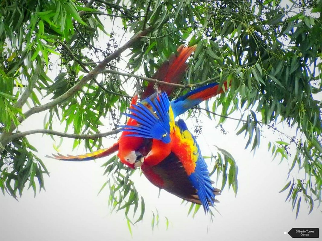 Volvieron las guacamayas a Medellin y el El Poblado