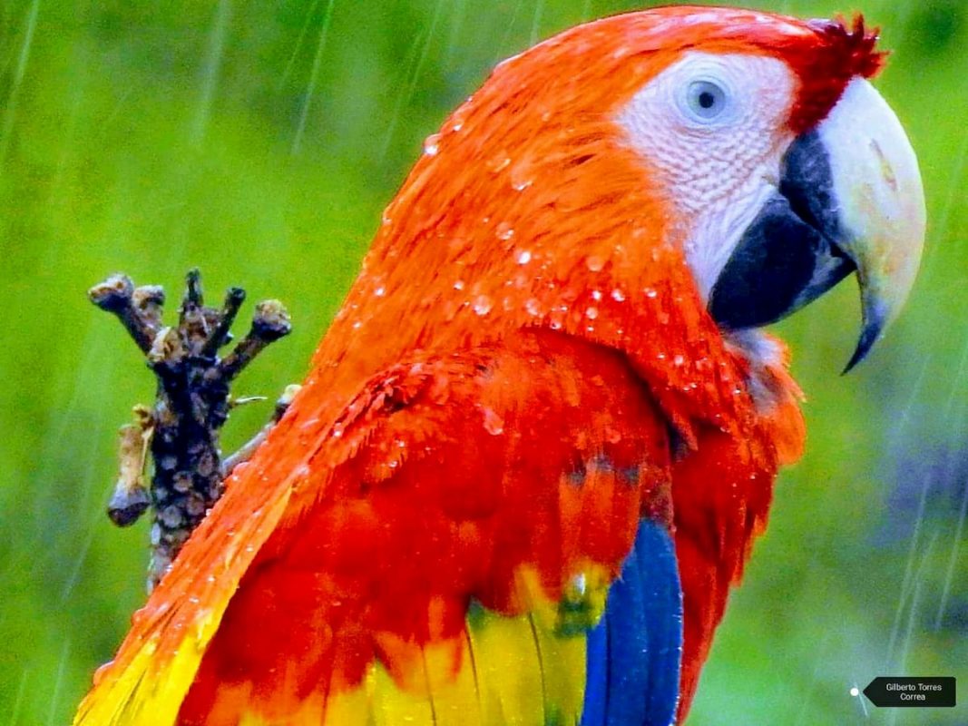 Volvieron las guacamayas a Medellin y el El Poblado