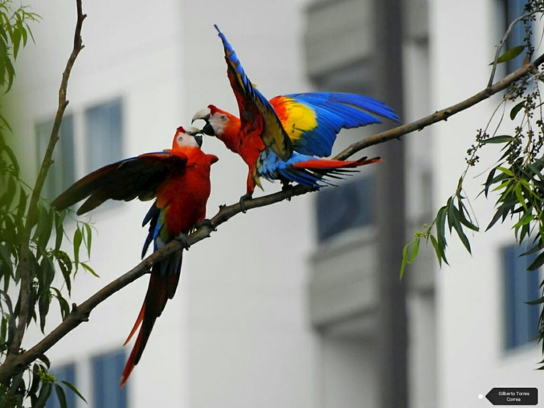 Volvieron las guacamayas a Medellin y el El Poblado