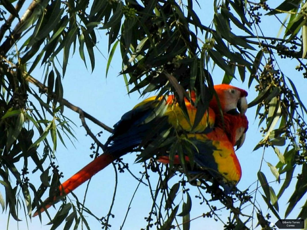 Guacamayas