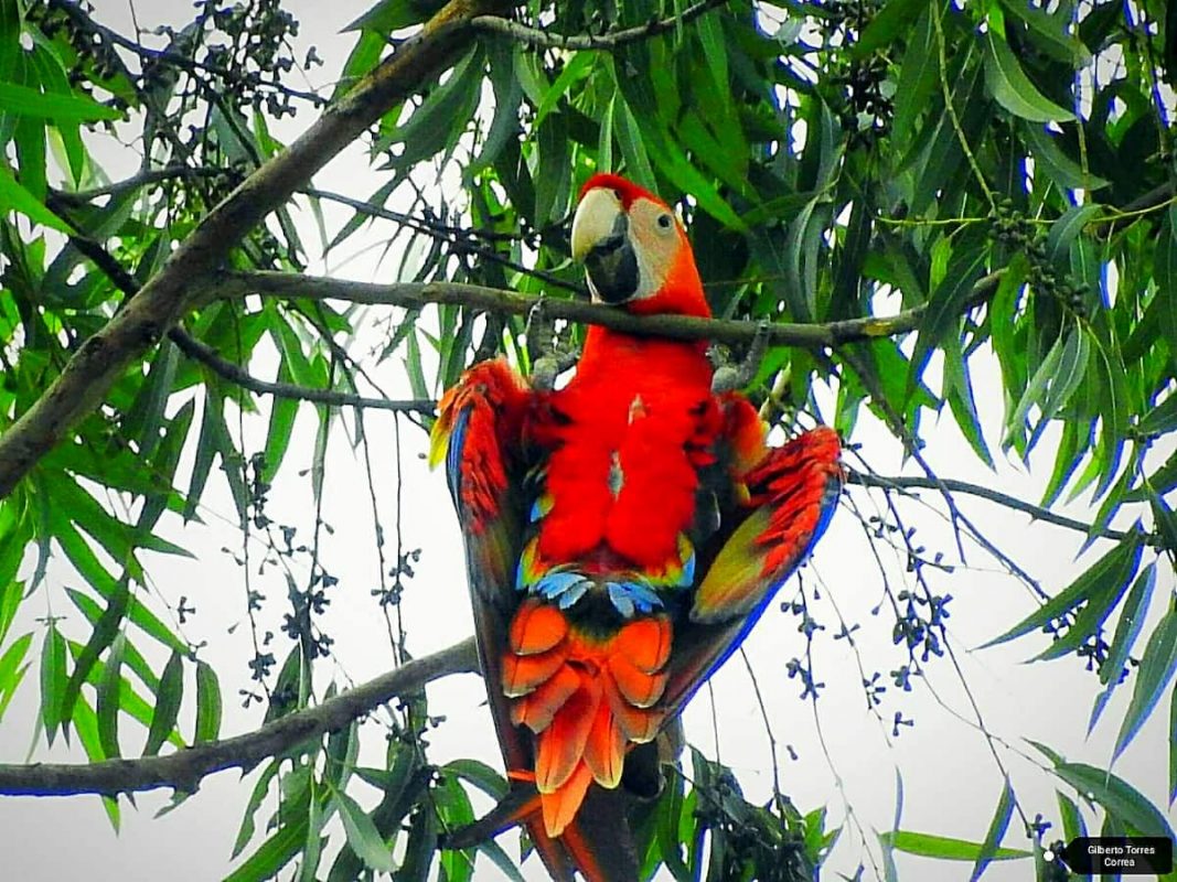 Volvieron las guacamayas a Medellin y el El Poblado