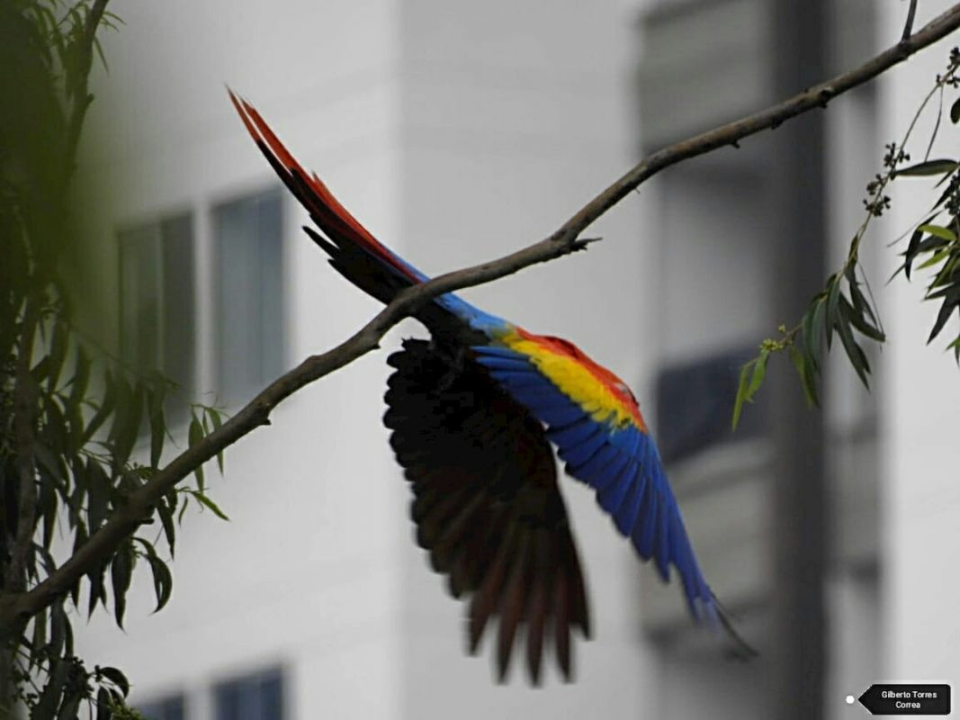 Volvieron las guacamayas a Medellin y el El Poblado