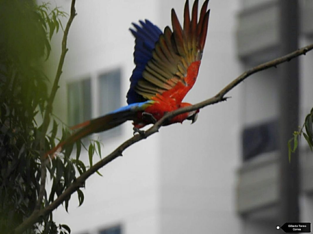 Volvieron las guacamayas a Medellin y el El Poblado