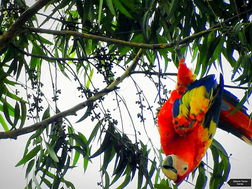Volvieron las guacamayas a Medellin y el El Poblado