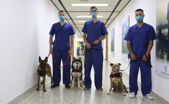 Investigación busca demostrar que los perros pueden diagnosticar la COVID-19.