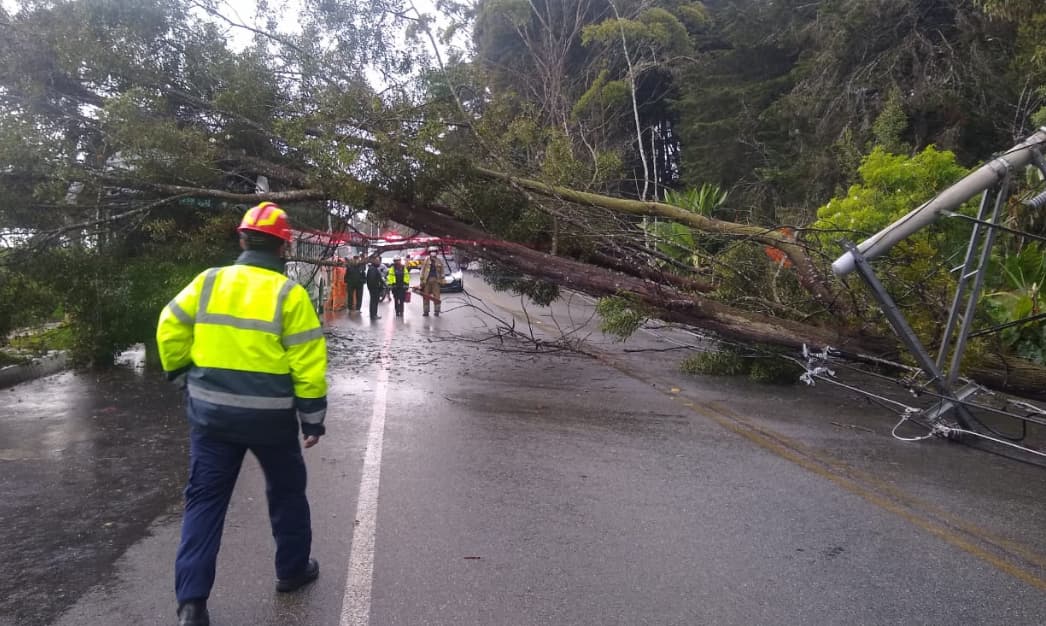 Caida de arbol Variante de Palmas palmas aeropuerto CERRADA