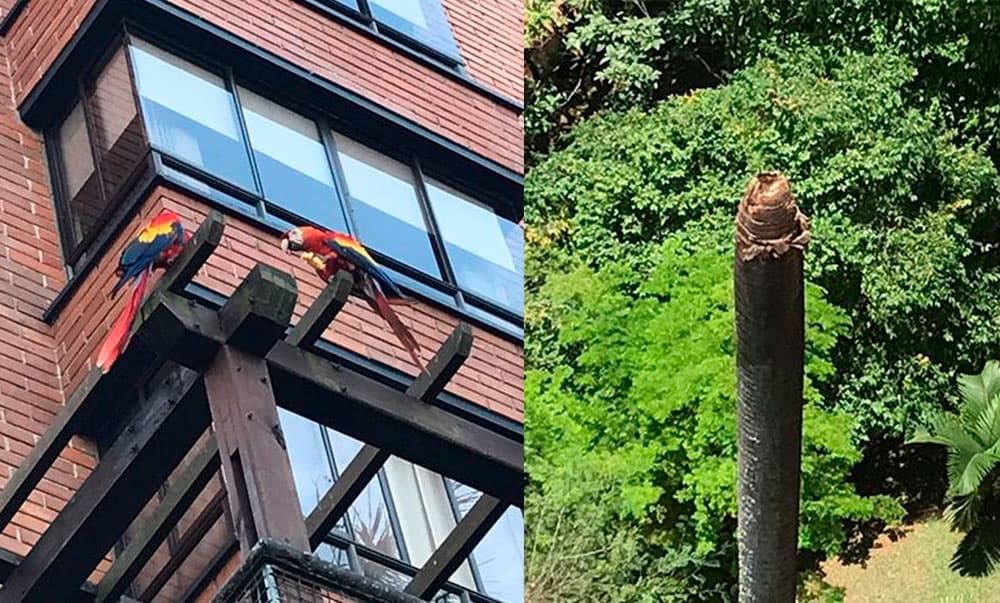 guacamayas Medellín tala palmera