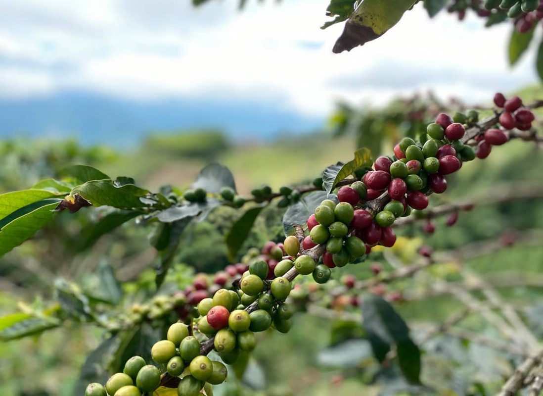 Oportunidades para los cafeteros antioqueños