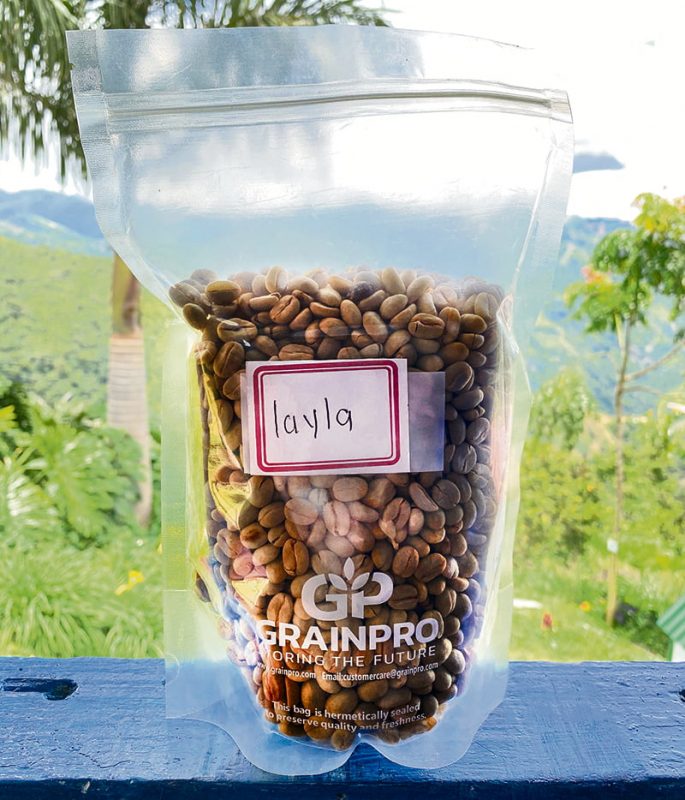Colombia Coffee Tree Sea cafetero en la distancia