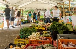 Mercados Campesinos volvieron a Medellín.
