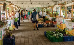 Mercados Campesinos volvieron a Medellín.