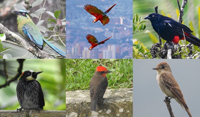 Temporada de aves en Medellín y el Valle de Aburrá