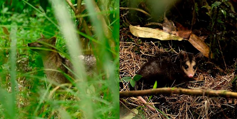 Pasos seguros fauna silvestre