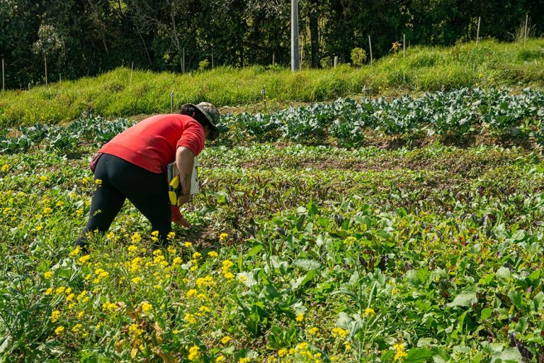 Investigadores eafitenses estudian los efectos de modelo que beneficia a familias agricultoras