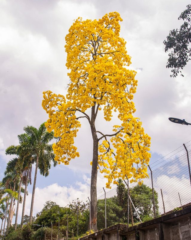 temporada de guayacanes en Medellín