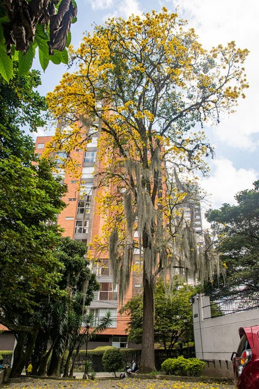 temporada de guayacanes en Medellín