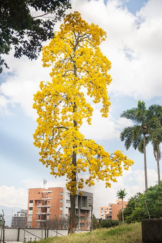 temporada de guayacanes en Medellín