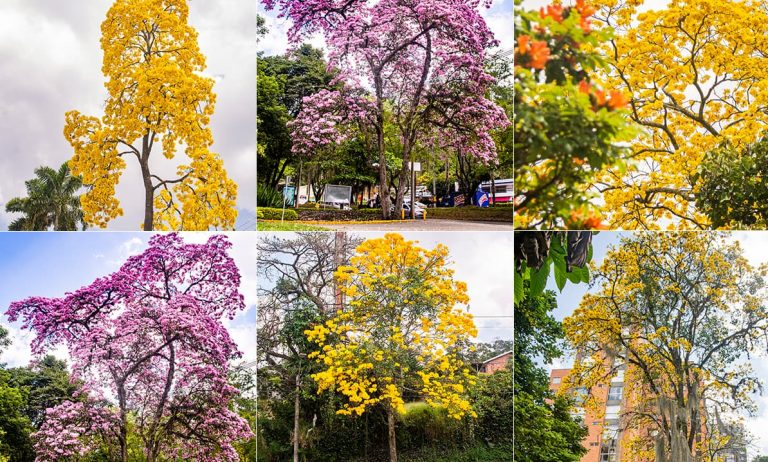 Temporada de guayacanes, especies nativas que engalanan a Medellín