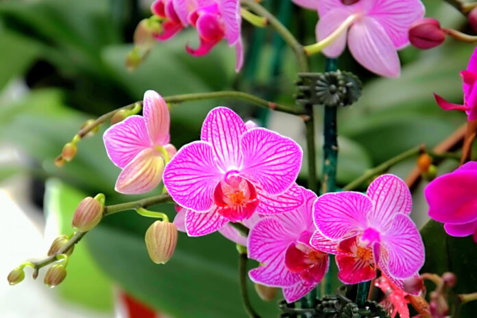 Curso virtual de orquídeas con el Jardín Botánico de Medellín - Vivir en El  Poblado