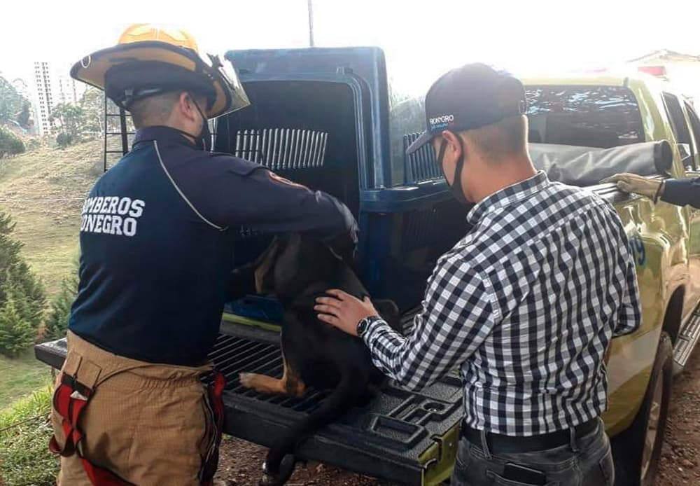 Envenenamiento de ocho perros en Rionegro