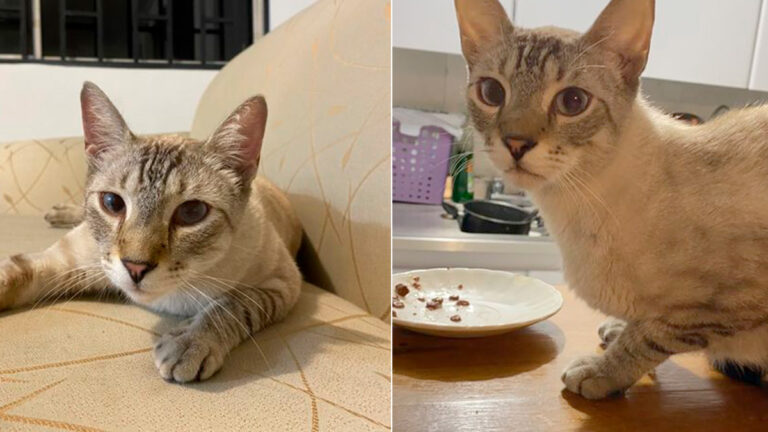 Este gato fue encontrado en Santa María de los Ángeles
