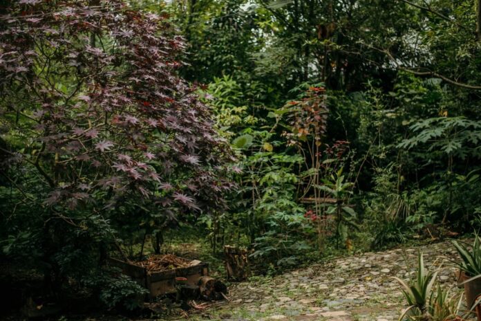 Carta desde el bosque