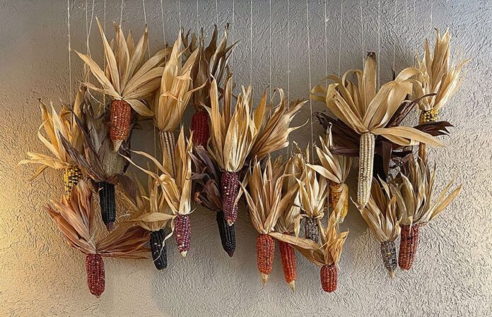 El maíz, grano dorado que legaron las divinidades a los seres humanos