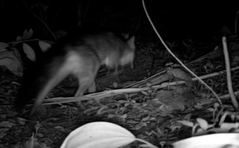 El zorro perro y la marmosa, nuevos vecinos en el humedal Ditaires de Itagüí