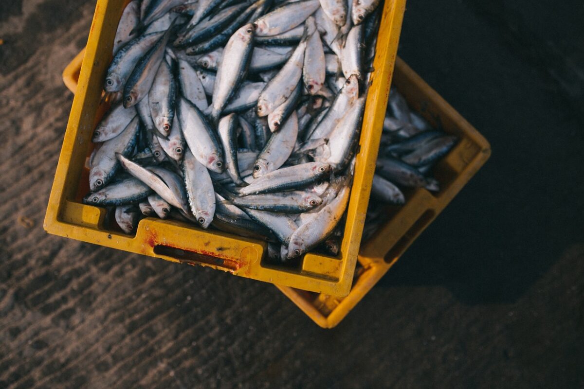 Estas son las características de los pescados frescos