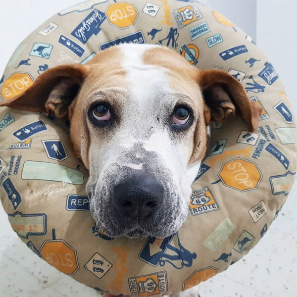Monalisa es una de las perritas rescatadas y curadas por Claudia y Luisa, de Escuadrón Solidario, y que espera ser dada en adopción.Foto cortesía Escuadrón Solidario.