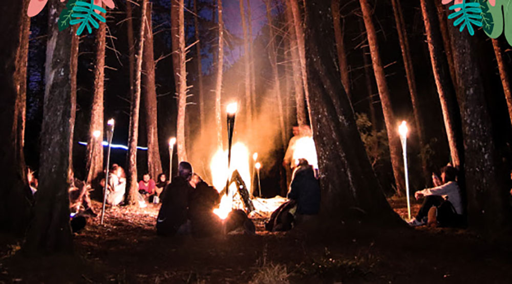 bosque oscuro en la noche