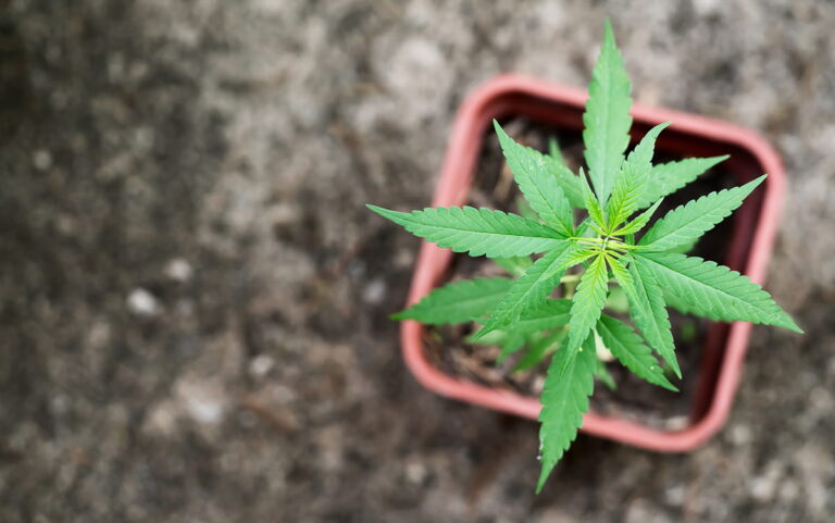 Charla sobre el uso del cannabis