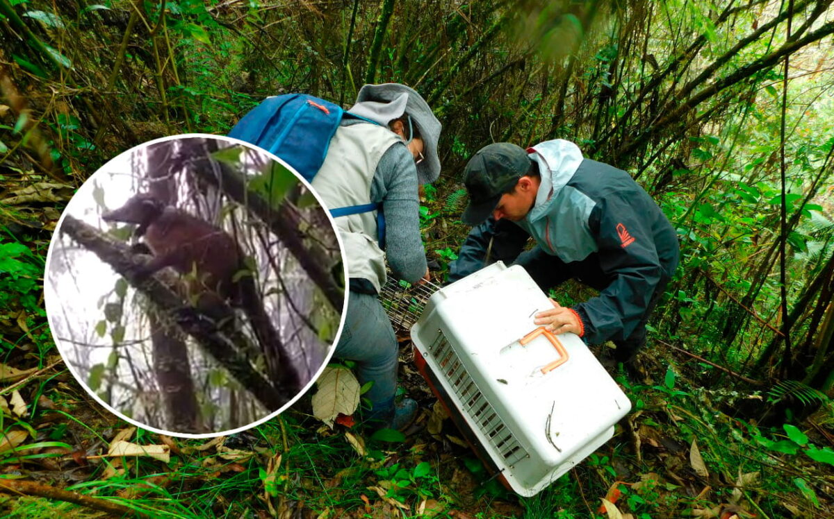 Coatí liberado en Jardín Antioquia, primero de su especie en ser monitoreado satelitalmente