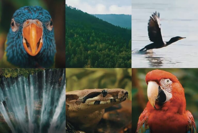 El IDEA firma alianza por la biodiversidad