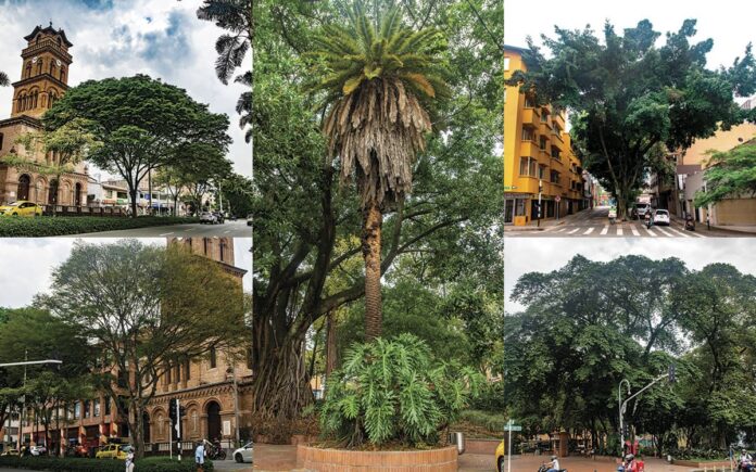 El Poblado es la comuna en Medellín con mayor número de árboles patrimoniales